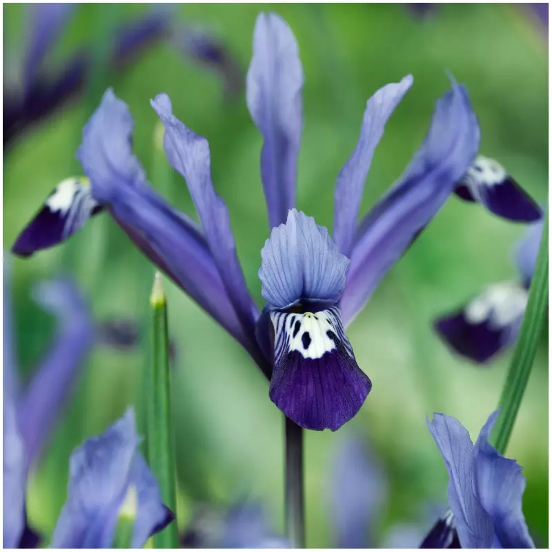 Najpiękniejsze odmiany irysów do ogrodu kosaciec żyłkowany Iris reticulata Spring Time fot. iBulb