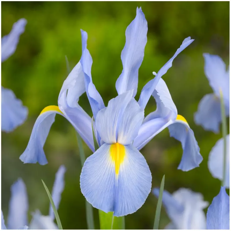 Najpiękniejsze odmiany irysów do ogrodu Iris Beau Regard fot. iBulb