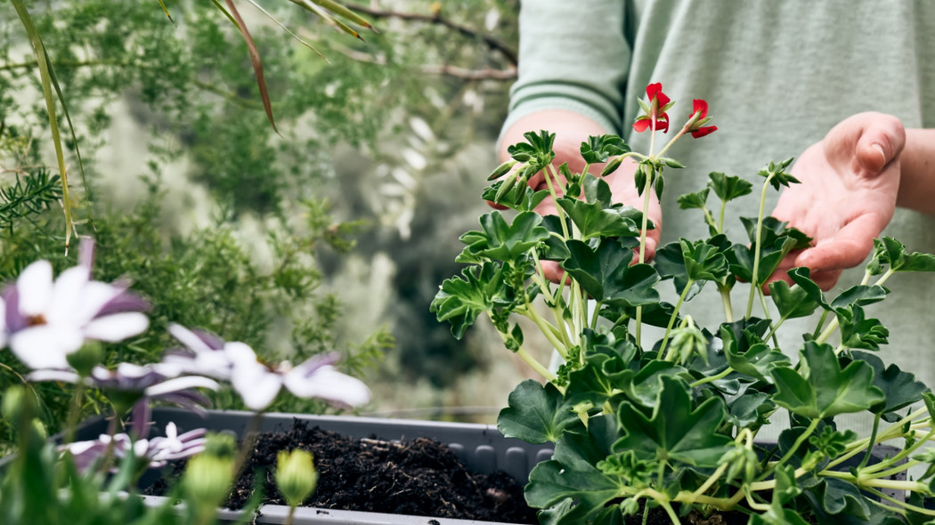 Dlaczego pelargonie nie kwitną, fot. CaterinaTrimarchi - Depositphotos