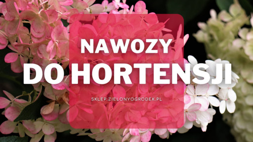 Nawozy do hortensji | Jakie wybrać i gdzie kupić?