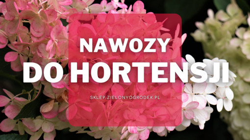 Nawozy do hortensji | Jakie wybrać i gdzie kupić?