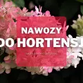 Nawozy do hortensji | Jakie wybrać i gdzie kupić?