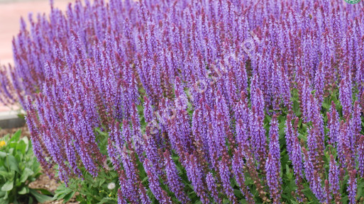 Szałwia omszona 'Blue Field'