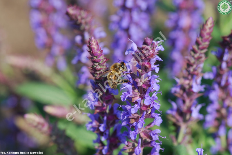 szałwia omszona Salvia nemorosa Blue Field Fot. Konkurs Roślin Nowości ZSzP