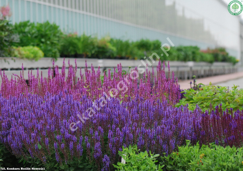 szałwia omszona Salvia nemorosa Blue Field Fot. Konkurs Roślin Nowości ZSzP