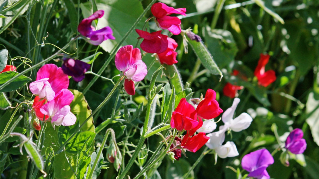 Groszek pachnący kwitnące pnącze do ogrodu i na balkon, fot. blumenbiene (CC BY 2.0) - Flickr