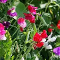 Groszek pachnący w ogrodzie i na balkon – uprawa i odmiany