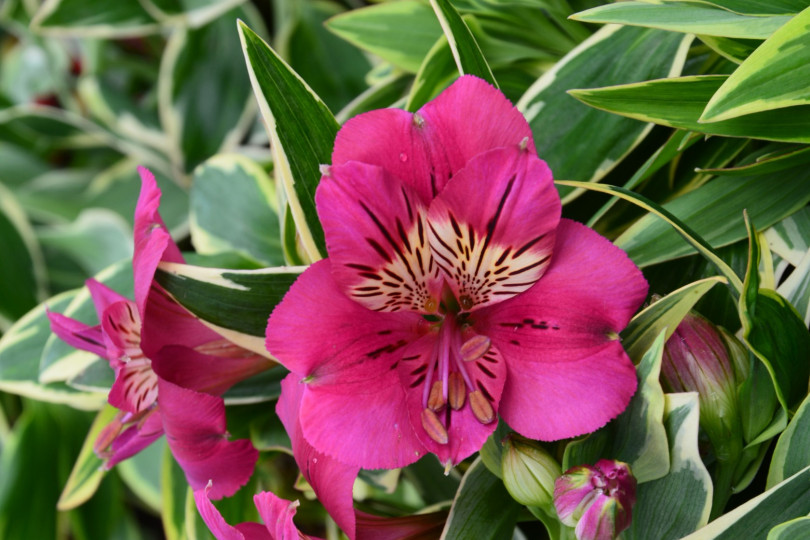 Alstroemeria RIVER VALLEY® 'Tessumriver' PBR