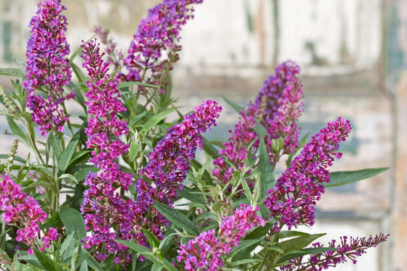 Buddleja davidii BUTTERFLY TOWER 'Tobud1305' PBR