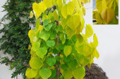 Cercis canadensis GOLDEN FALLS ‘NC2015-12’ PLP