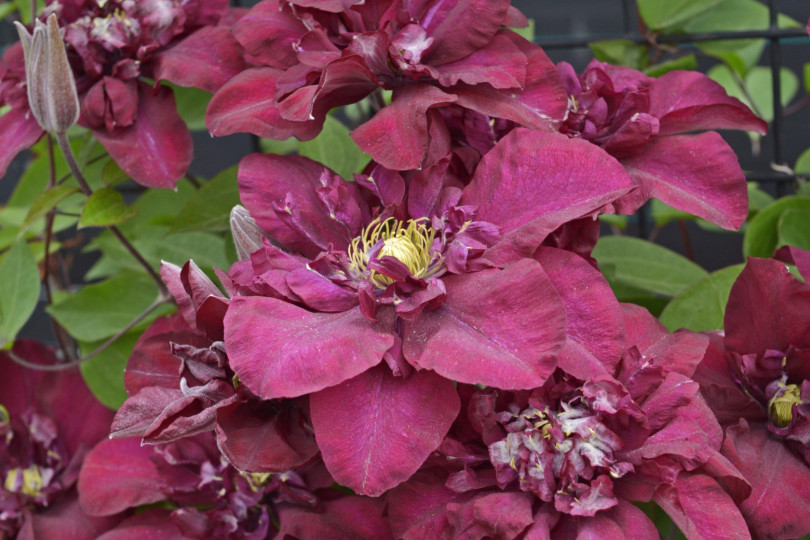 Clematis 'Jan III Sobieski' PBR