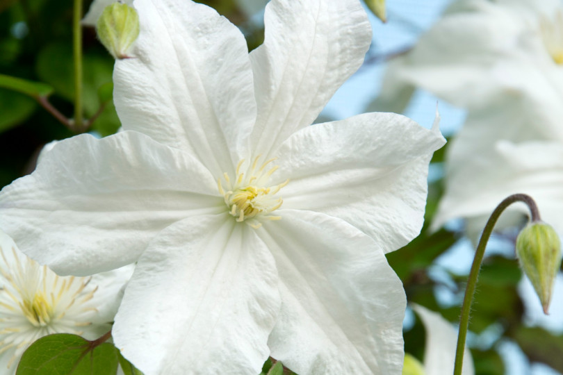 Clematis 'Snow Storm' PBR