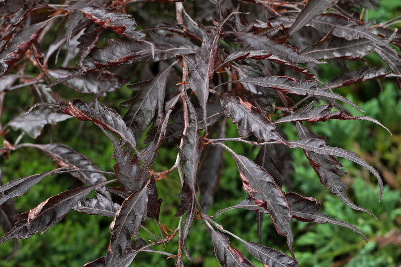 Fagus sylvatica MIDNIGHT FEATHER ‘Verschuurfag1’ PBR