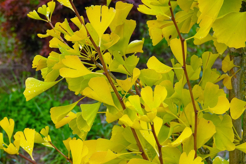 Ginkgo biloba GOLD FLAME® 'Desginb2'