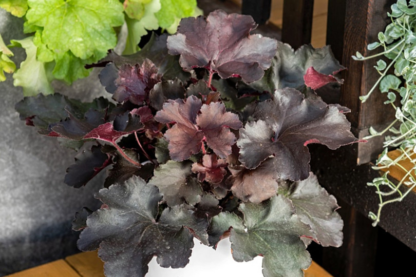 Heuchera ‘Rex Black' PBR