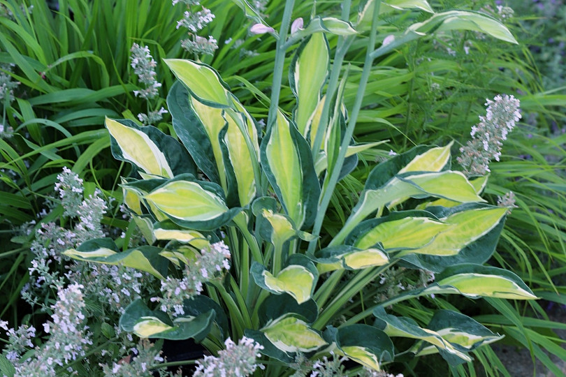 Hosta GYPSY LEMON ‘PG 1201’ PBR