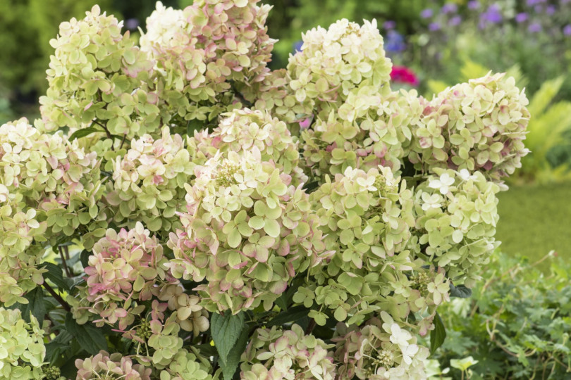 Hydrangea paniculata PETITE™ STAR ‘COUSTAR02’ PBR