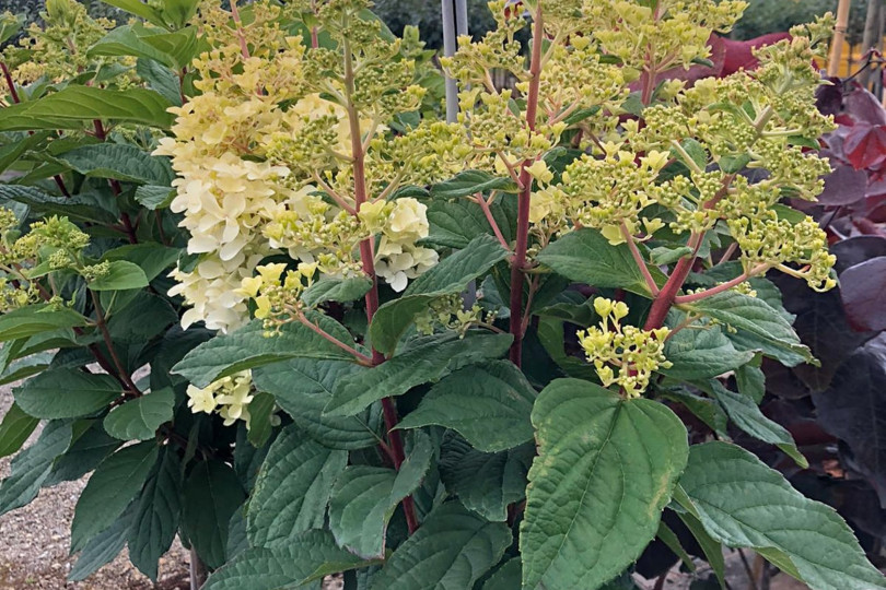 Hydrangea paniculata PETITE™ LANTERN ‘LISSJUDY’ PBR