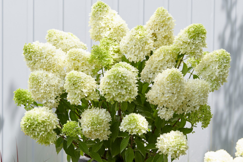 Hydrangea paniculata SKYFALL 'Frenne' PBR