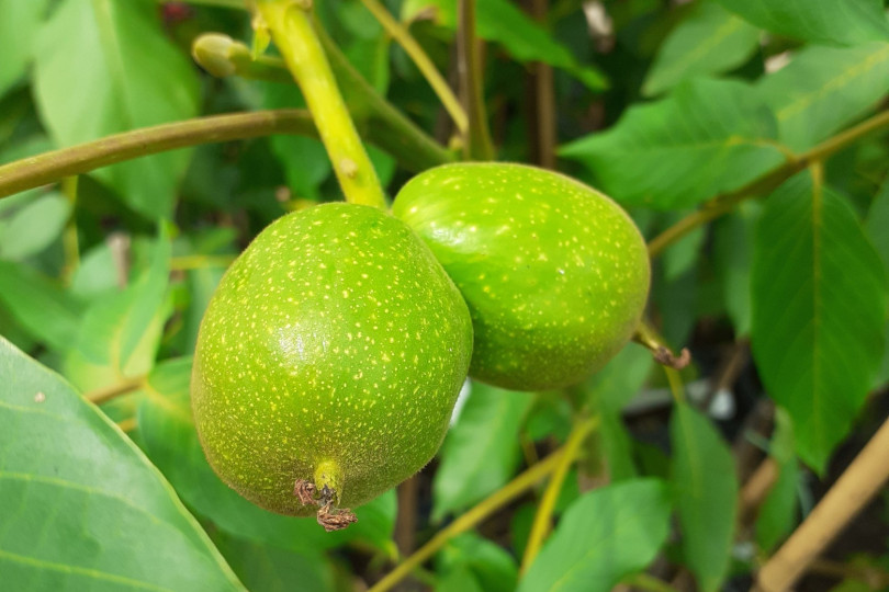 Juglans regia 'Jacek Lubelski'