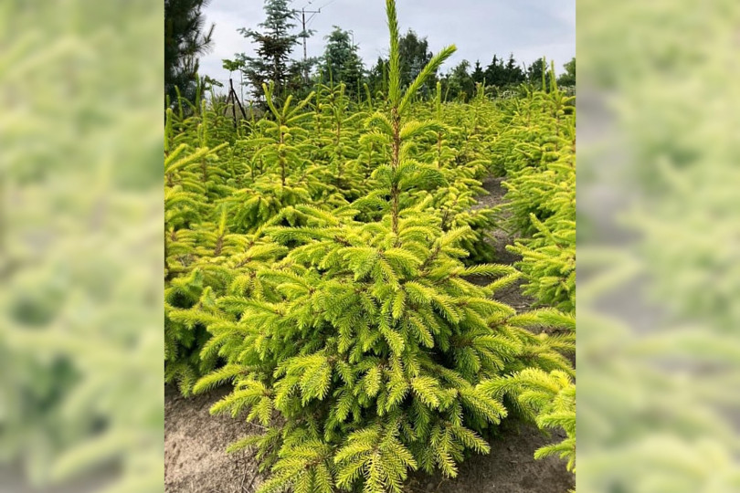 Picea omorika 'Golden Rain'