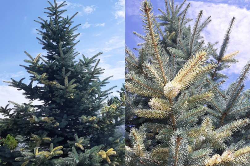 Picea pungens 'Szelest'