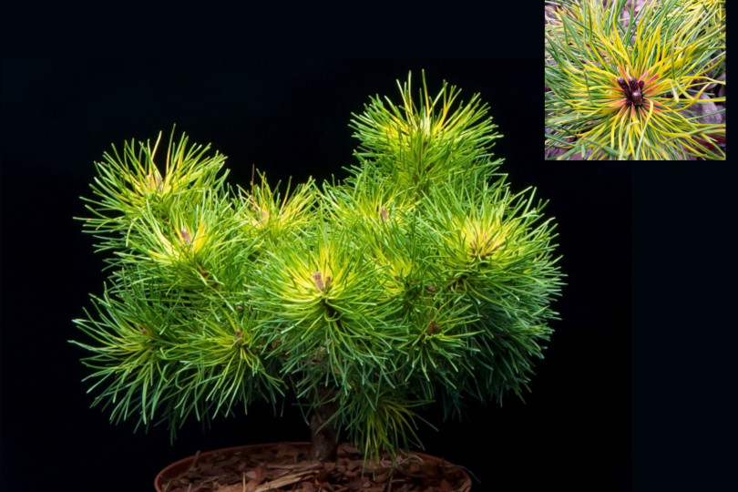 Pinus mugo subsp. uncinata 'Tukan'