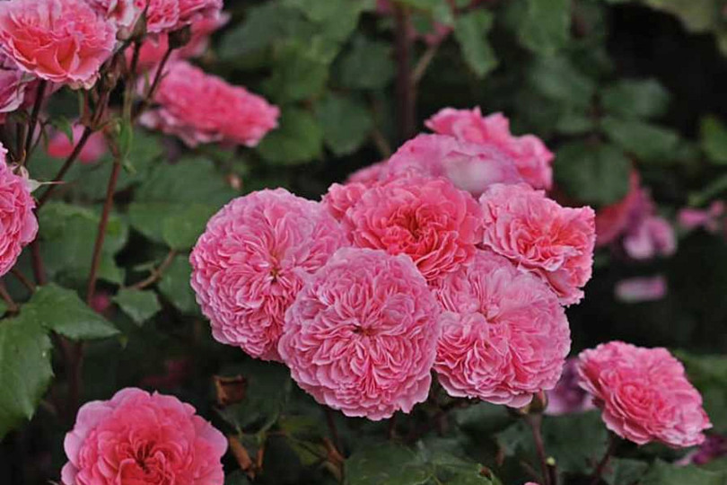 Rosa INCREDIBLE FRUITY 'Bozmilefra' PBR