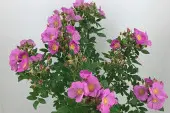 Rosa JAM A LICIOUS® 'Spekjam' PBR