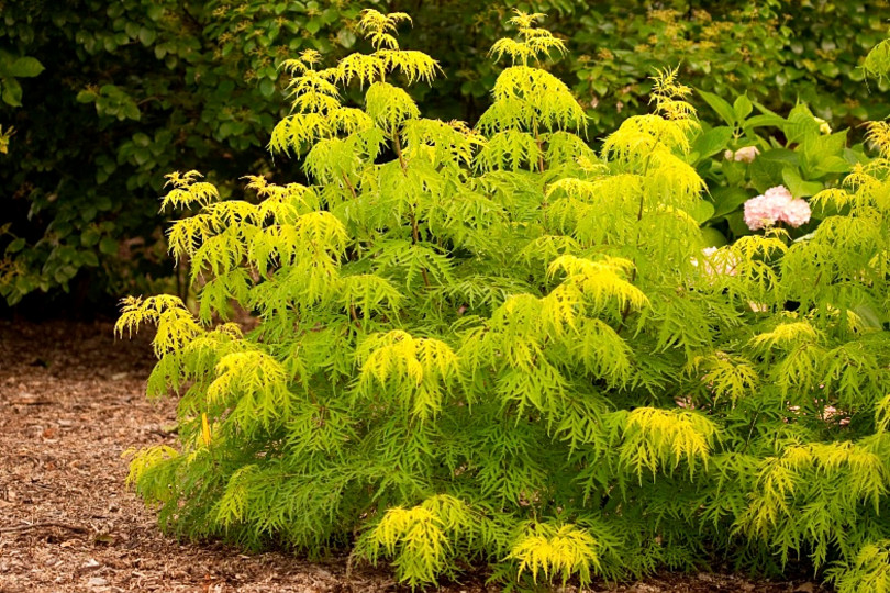 Sambucus racemosa LEMONY LACE® 'SMNSRD4' PBR