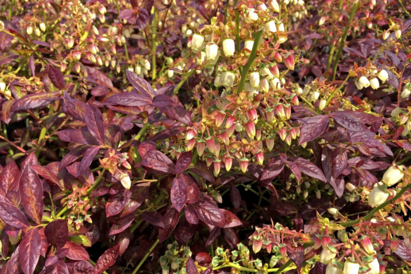 Vaccinium corymbosum CABERNET SPLASH™ ‘VacBri1' PBR