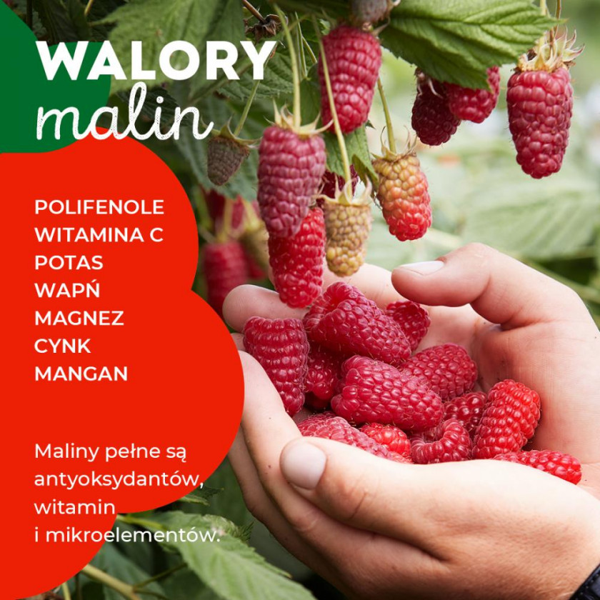 właściwości zdrowotne malin