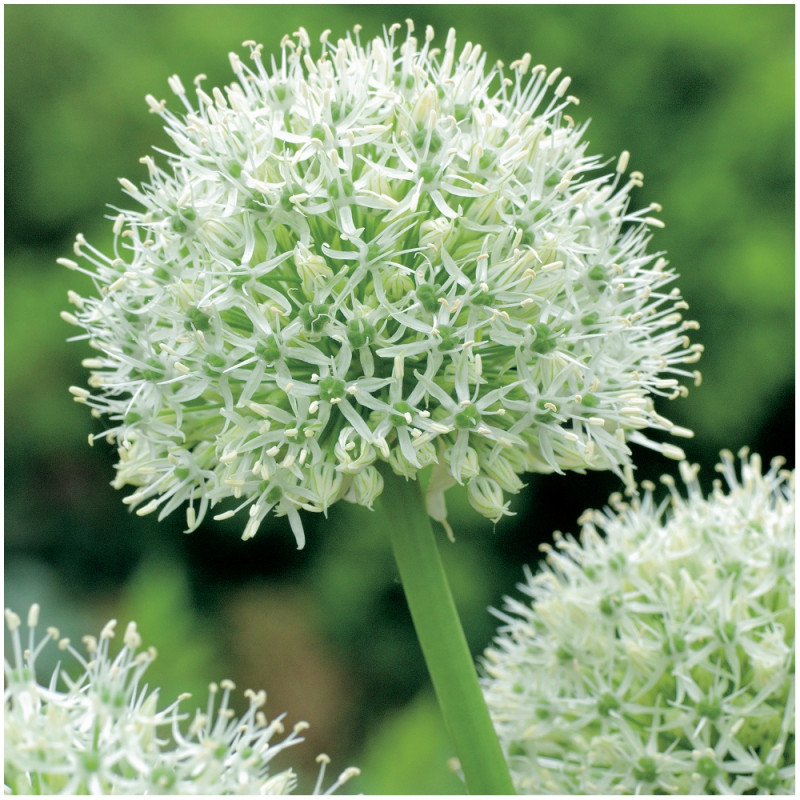 Czosnek Allium Mount Everest