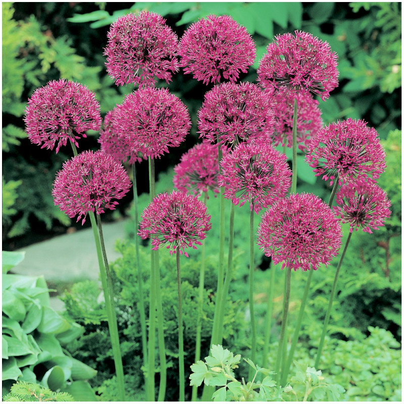 Czosnek Allium Purple Sensation