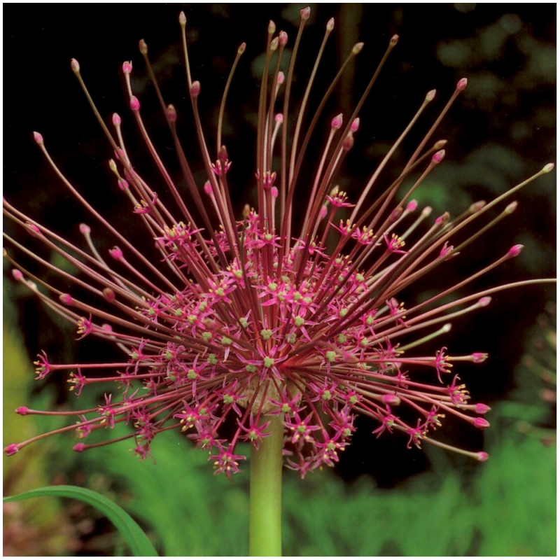 Czosnek Allium Schubertii