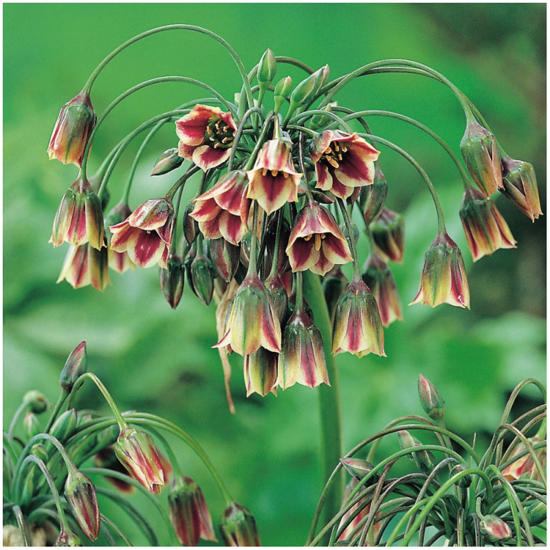 Czosnek Allium siculum