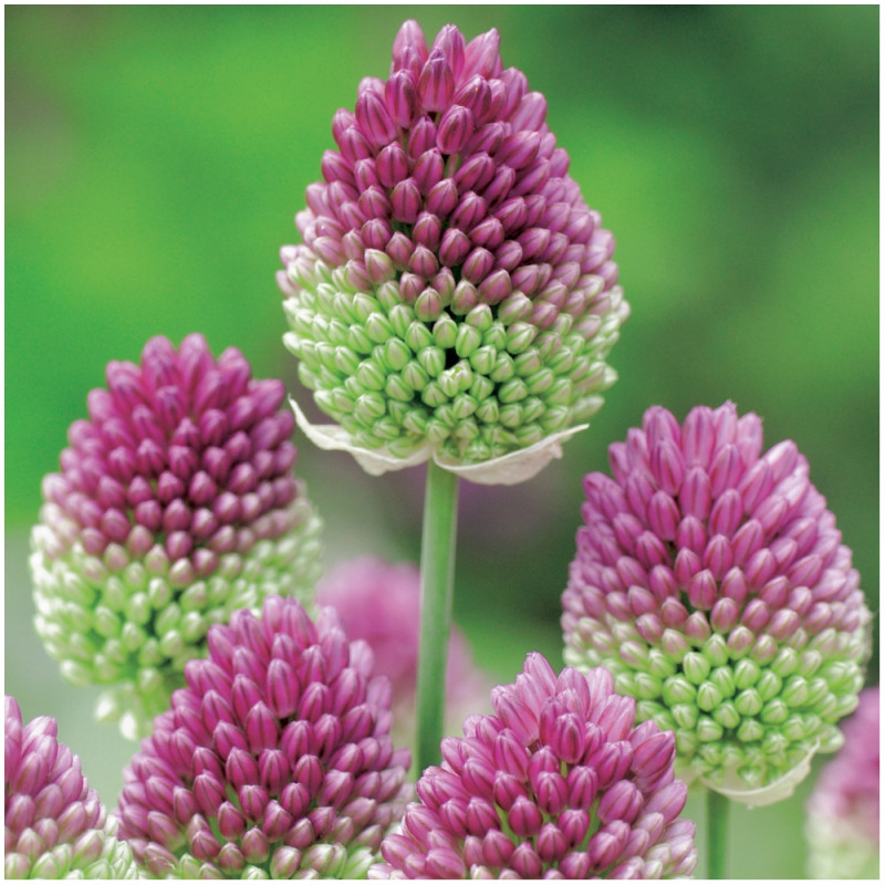 Czosnek Allium Sphaerocephalon