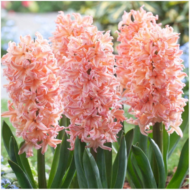 Hiacynt Hyacinthus Gipsy Queen