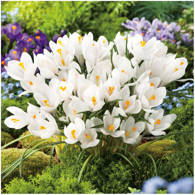 Krokus Crocus Jeanne d'Arc