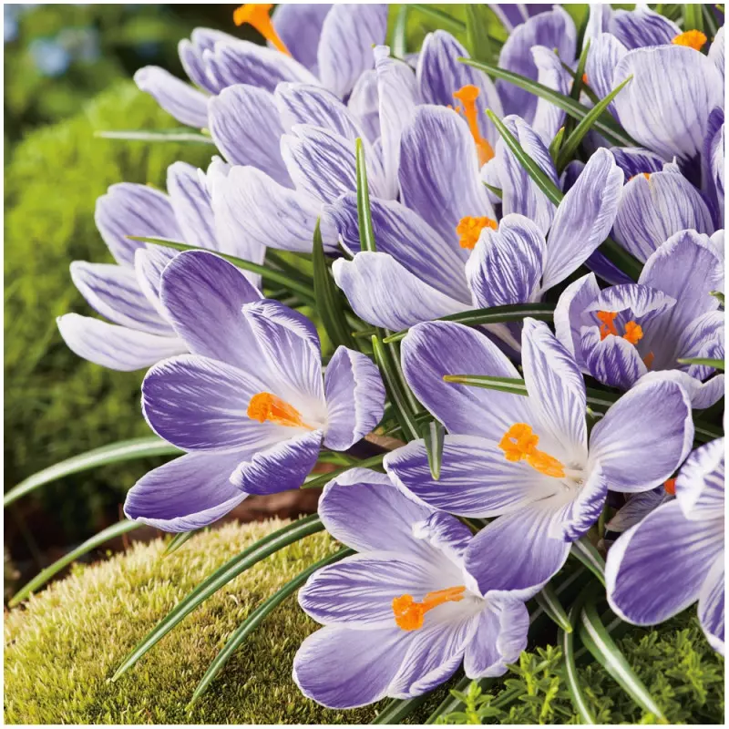 Krokus Crocus Pickwick