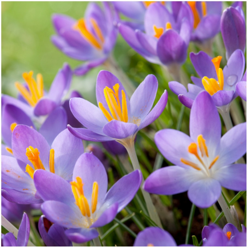 Krokus Tani Crocus Whitewell Purple