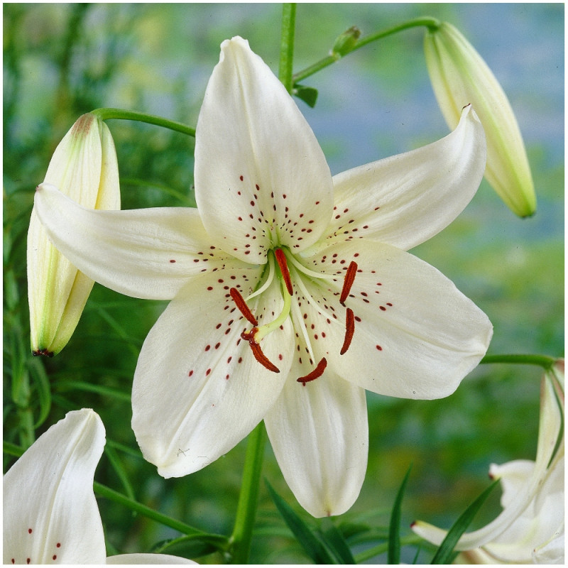 Lilia Lilium Tiger White