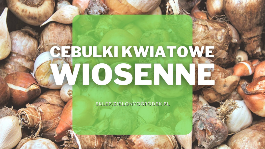 Cebulki wiosennych kwiatów Sklep.ZielonyOgrodek pl