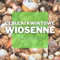 Cebulki wiosennych kwiatów | Jak wybrać najlepsze?