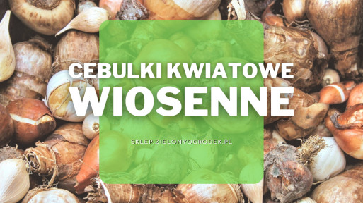 Cebulki wiosennych kwiatów | Jak wybrać najlepsze?