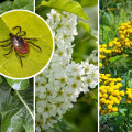 Rośliny, które odstraszają kleszcze | Naturalne opryski