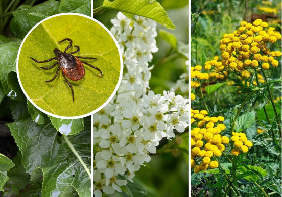 Rośliny, które odstraszają kleszcze | Naturalne...