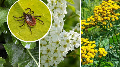 Rośliny, które odstraszają kleszcze | Naturalne opryski