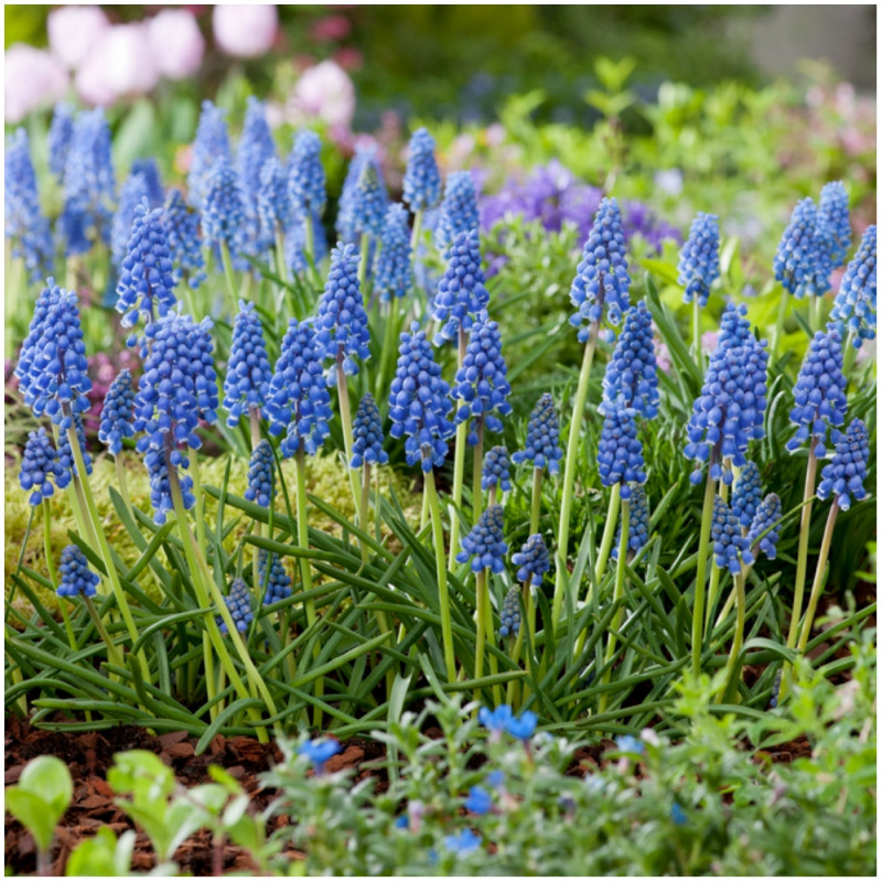 Szafirek Muscari armeniacum