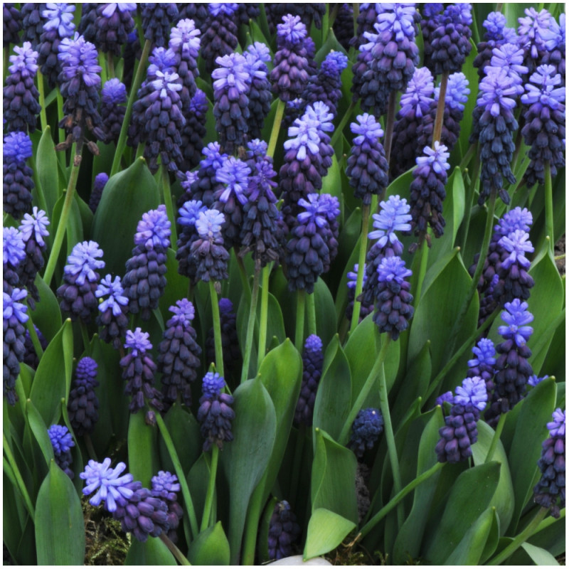 Szafirek Muscari latifolium